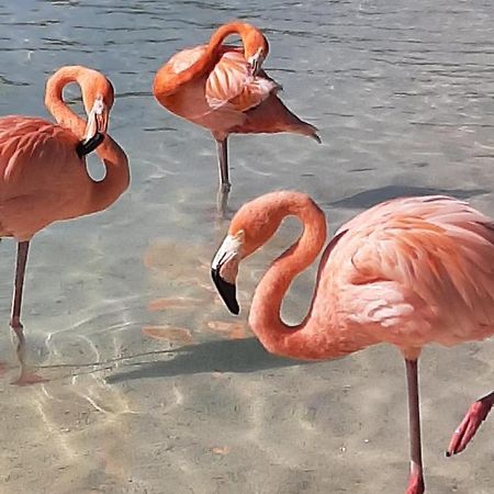 אורנג'סטאד Palmita Hotel Hostel מראה חיצוני תמונה